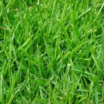 fastest growing grass