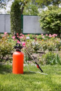 when to fertilise a lawn